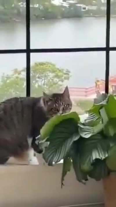 Don’t the plants
