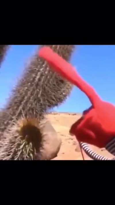 Cactus