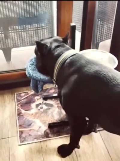 Good boy..