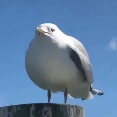Seagull screams are the best screams