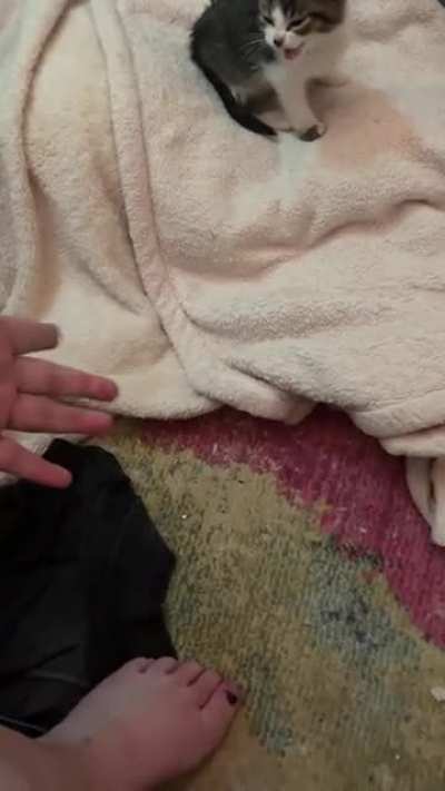 Meet Hamburglar. He's 9 weeks old and wasn't being fed properly until I got him yesterday. He is very tiny.