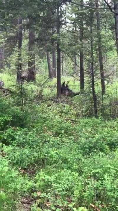 Turkeys taking their brawl into my yard