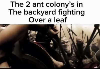 The Ants in the backyard