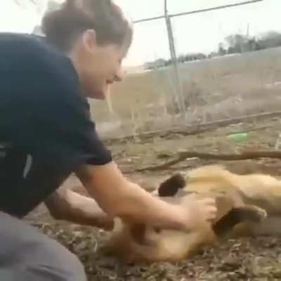 Picking up a fox