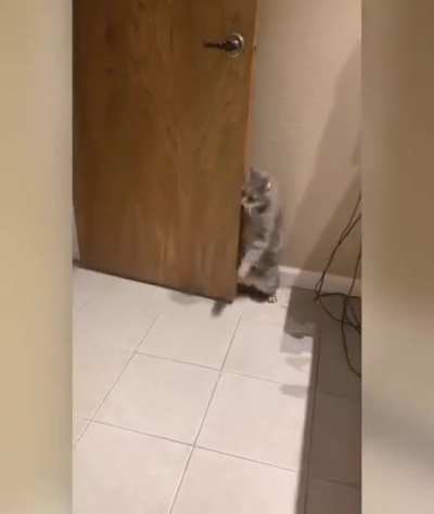 Smart cat