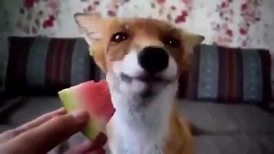 Omm nom nom nom….