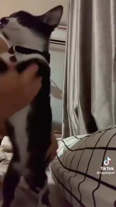 GATO