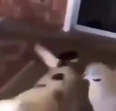 Bird and dog