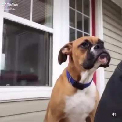 This dog’s yawn....