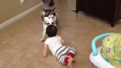 Huski and his baby brother playing!
