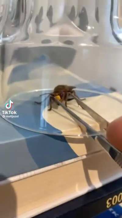 Cool hornet