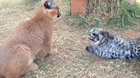 Just a big cat kitten battle