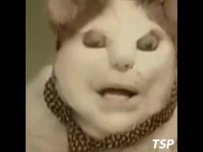 Terörist kedi 