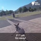 F**ken Kangaroos!