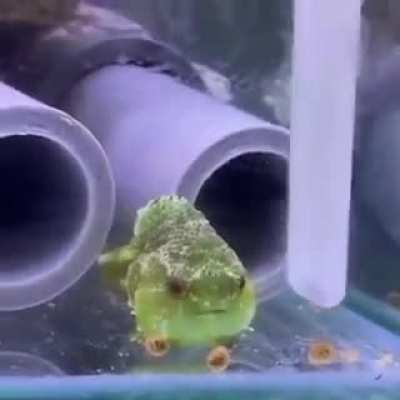 Fishy snacking