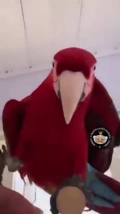Oieeeee!