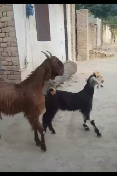 Uptown goats