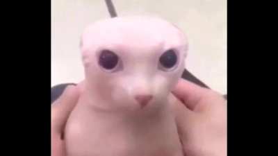 Bwop