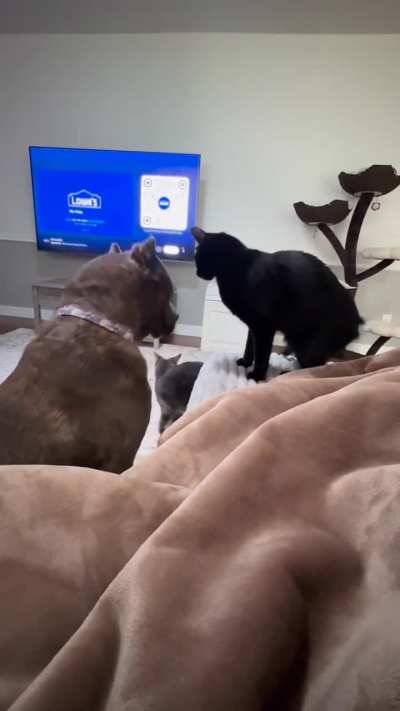 Binx is such a Bully!