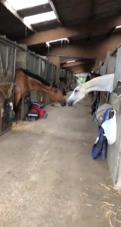Horsing Around