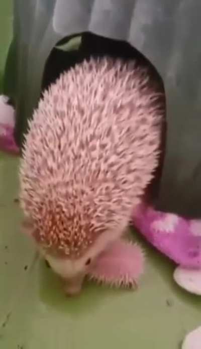 Igel-Mama und ihre Babys 🥰