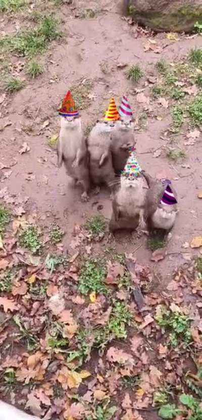 Surprise Parteeeey [OC]