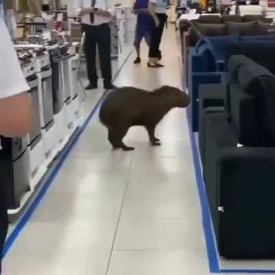 Shopping