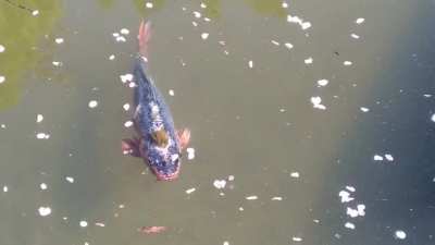Just a carp rocking his new haircut