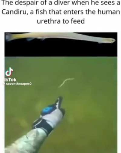 Wha