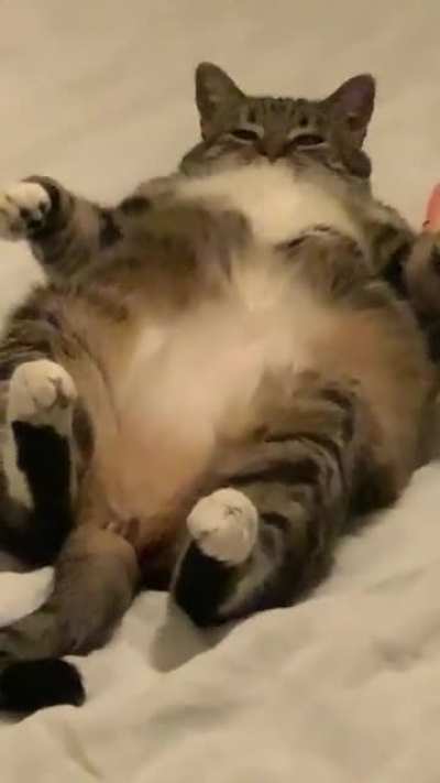My friend’s cat in all her sleek glory