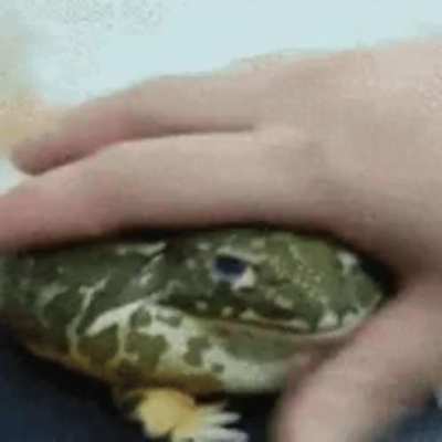pet the phrog