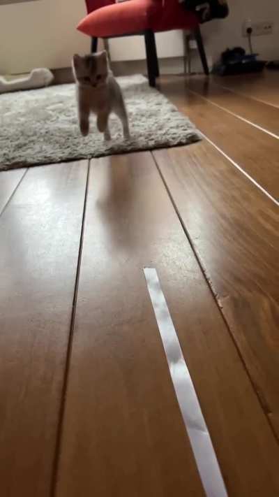 Aren’t her little paws the cutest?