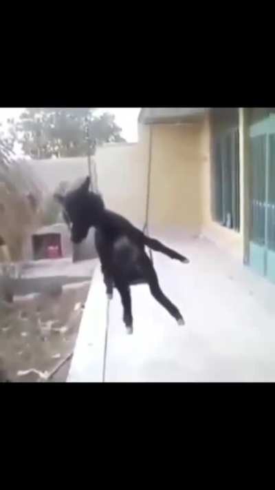 El Admin