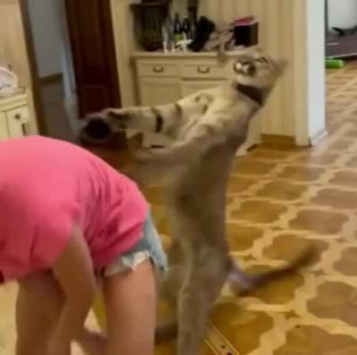 CHiLD viCiOUsly MAulED By hoUsE CaT