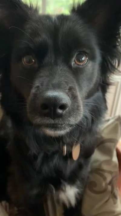 schipperke