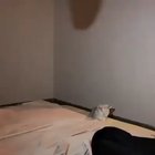 DeViL's HaNd cRuShEs ThE PoOr KiTty to DeAtH