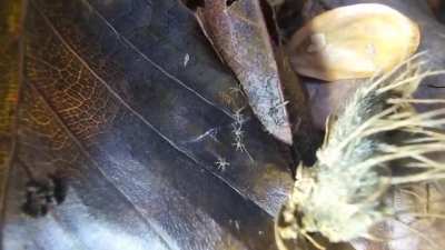 bugcore 
