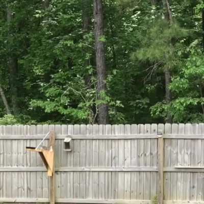 Yeet the squirrel