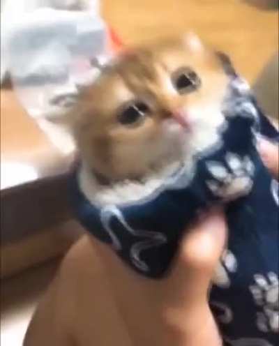 Purrito