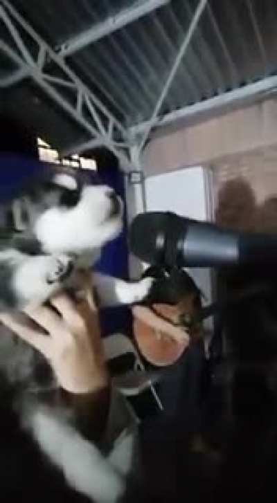 Just a baby Husky rehearsing for his concert