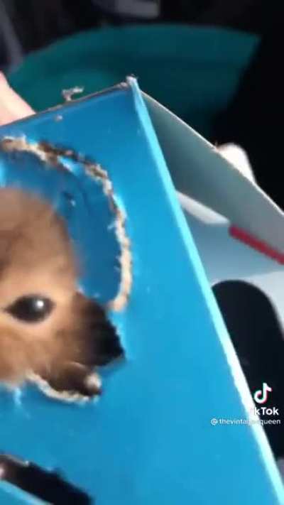 Eager hamster