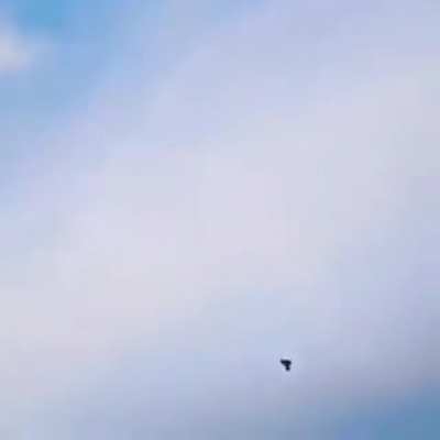 Peregrine Falcon strikes a pigeon