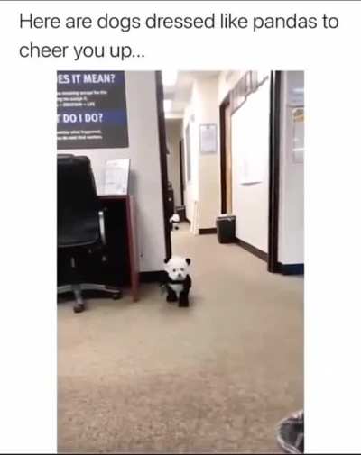 Cute doggos