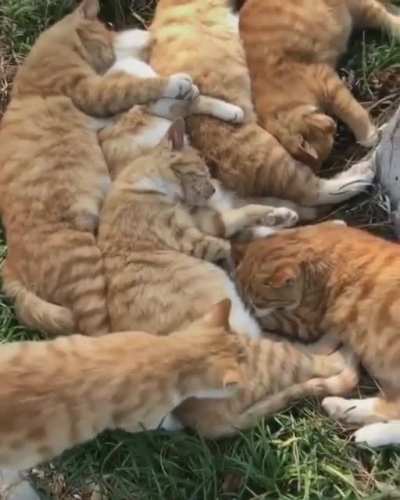 Snuggle party