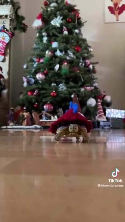 🥺🐢 So cute!