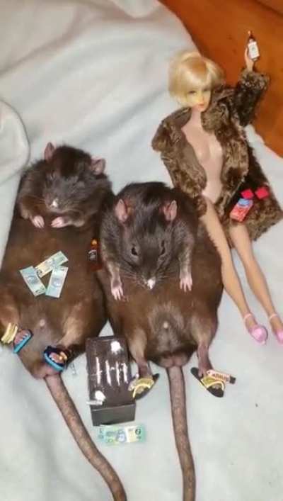 Cocaine Rats