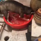 I agree with the cat