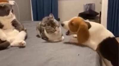 Cat: 