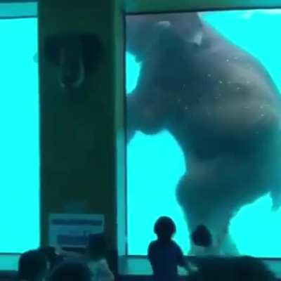 Elephant swimming