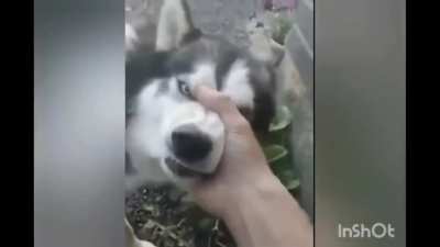 Learning To Play The Husky